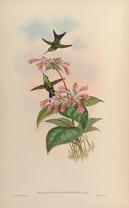 Chlorostilbon aureoventris X Calliphlox amethystina